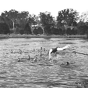 Child migration - British youth migrants having their daily swim at the Salvation Army Training Farm for Boys at Riverview, Queensland. When they first arrived very few could swim. Now they all can.